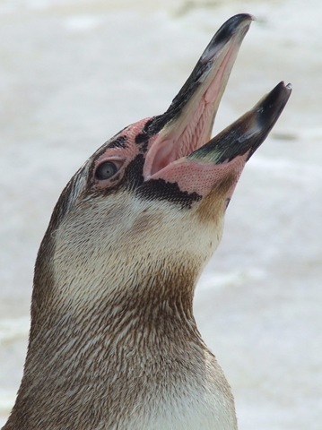 [Dance, K. - Penguin - 2010[2].jpg]