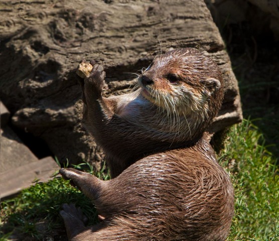 [Else S - Otter with stone (resized) 2010[2].jpg]