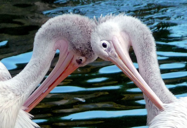 [Snell Maureen - Pelicans 2010[2].jpg]
