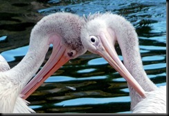 Snell Maureen - Pelicans 2010 Snell Maureen - Pelicans 2010