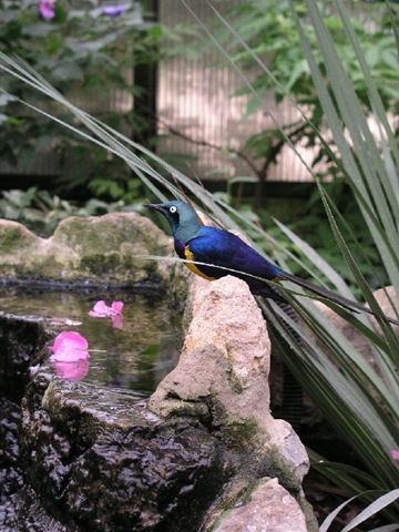 [Speight C - Golden-breasted Starling (resized) 2010[2].jpg]
