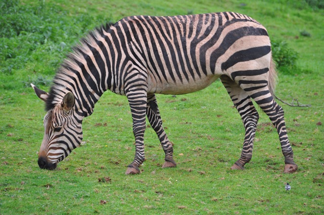 [Hartmanns Zebra at Paignton[8].jpg]