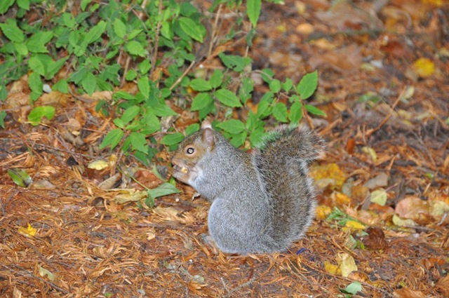 [Squirrel (resized) at Paignton[5].jpg]
