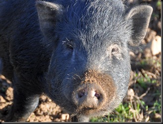 Sow at Fakenhams Nov 2010