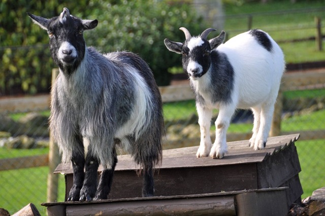 [Basil & Olly 6 Oct (resized)[26].jpg]