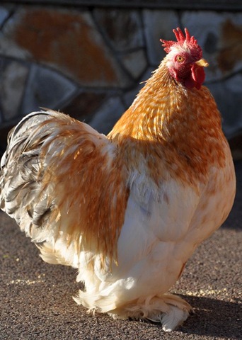 [Elvis in handsome pose[5].jpg]