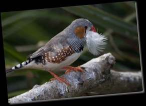 Wade, Marian - Zebra Finch nest building - 2010