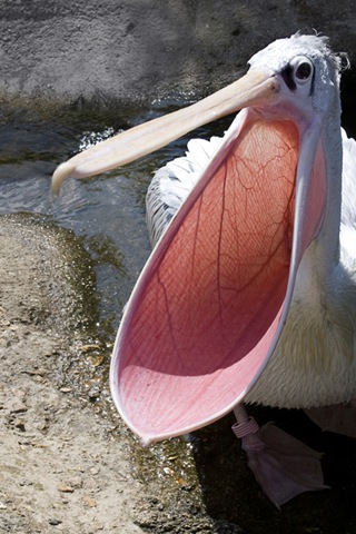 [Wade, Marian - Pelican open wide - 2010[5].jpg]