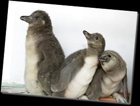 Wade, Marian - Baby Penguins - 2010