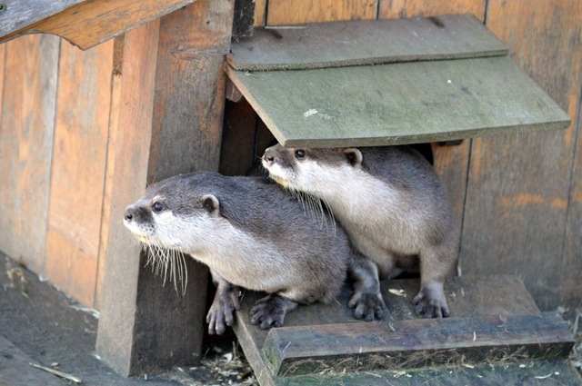 [Two Otters looking at arrival of videographer[6].jpg]