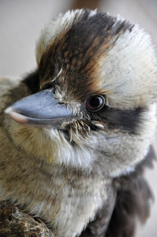 [Kookie 16 Dec 2010[5].jpg]