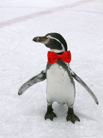 [Dippy on ice (resized)[24].jpg]