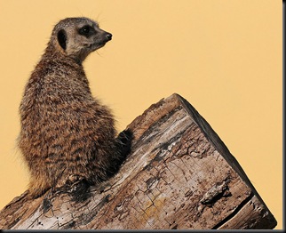 Meerkat (D Nordell 2010)