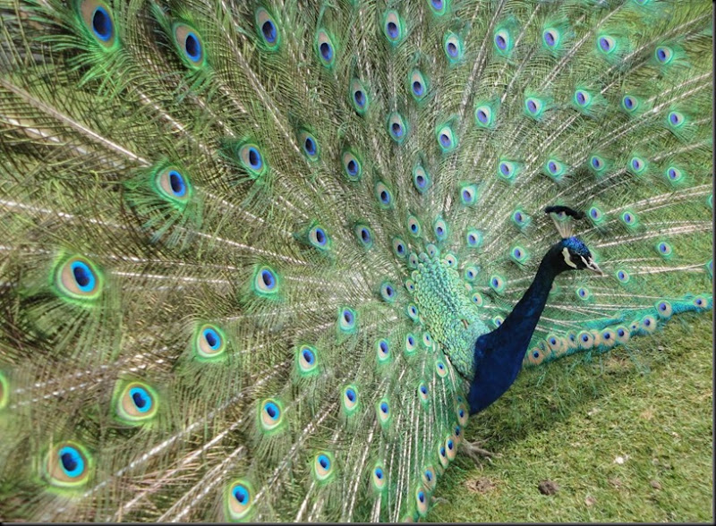 Peacock dispaying by Rachel White 2010