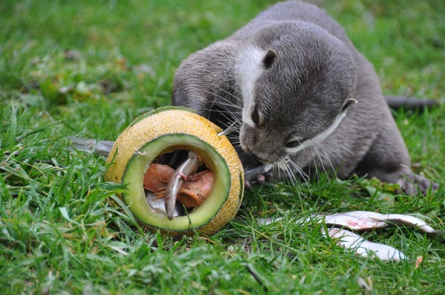 [Otter with paw inside enrichment feeding melon[4].jpg]