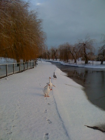 [Geese at Lower Lake in snow[13].jpg]