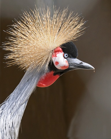 [Crowned Crane (D Nordell 2010)[5].jpg]