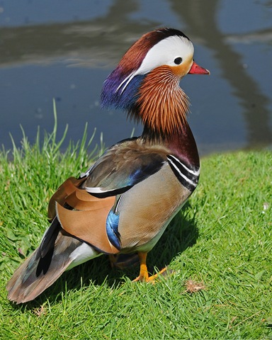 [Mandarin (D Nordell 2010)[2].jpg]