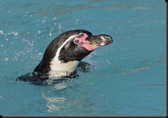 Penguin head in pool (D Nordell 2010)