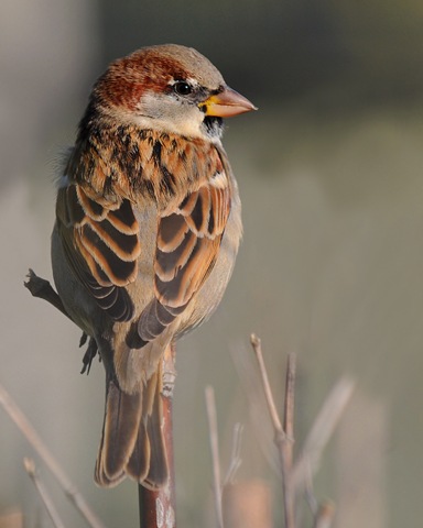 [Sparrow in the Park (D Nordell) 2010[2].jpg]