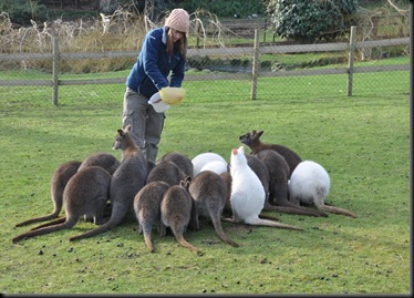 Fern feeding Wallabys Jan 11