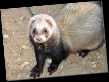 Ferret going for a walk Jan 11