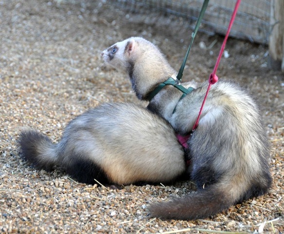 [Ferrets going for a walk Jan 11[11].jpg]