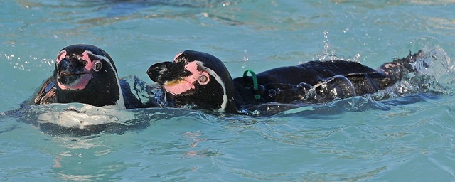 [2 Penguins swimming - D Nordell 2010[5].jpg]