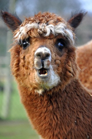 [Garnet (1) Jan 11[4].jpg]