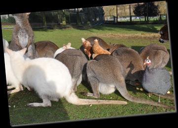 Wallabies and all feeding - shows female with bulging pouch Feb 11