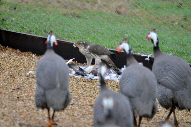 [Sparrowhawk & kill surrounded by Guinea Fowl[4].jpg]