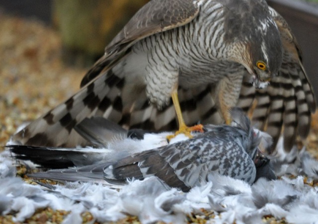 [Sparrowhawk on pigeon kill[12].jpg]