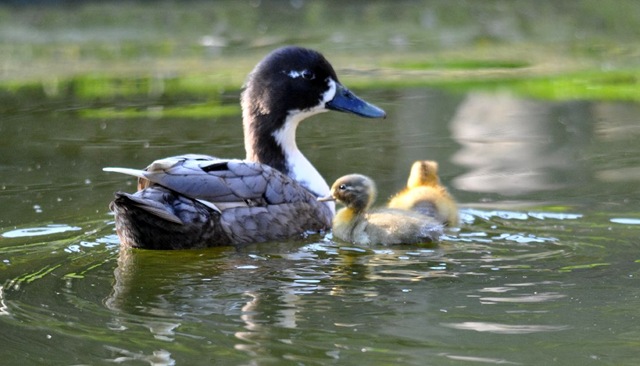 [First Spring ducklings of 2011[4].jpg]