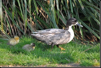 First ducklings of 2011