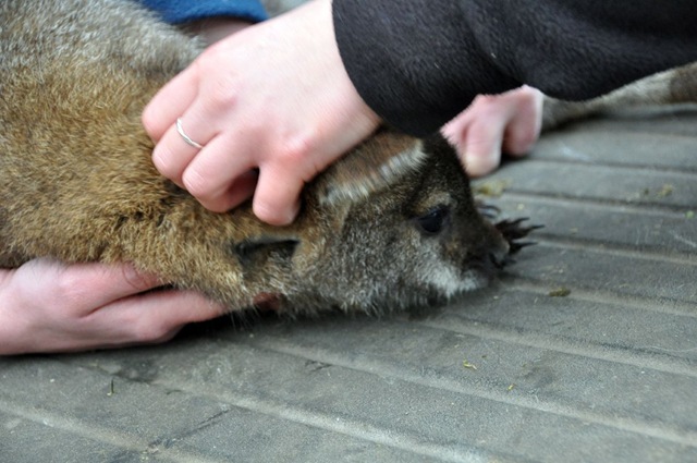 [Vitamin B6 injection for Joey with Anaemia March 11[4].jpg]