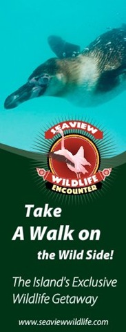 [Swimming penguin banner[5].jpg]