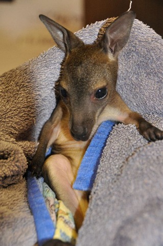 [HenryCooper3May11resizedDSC_01824.jpg]