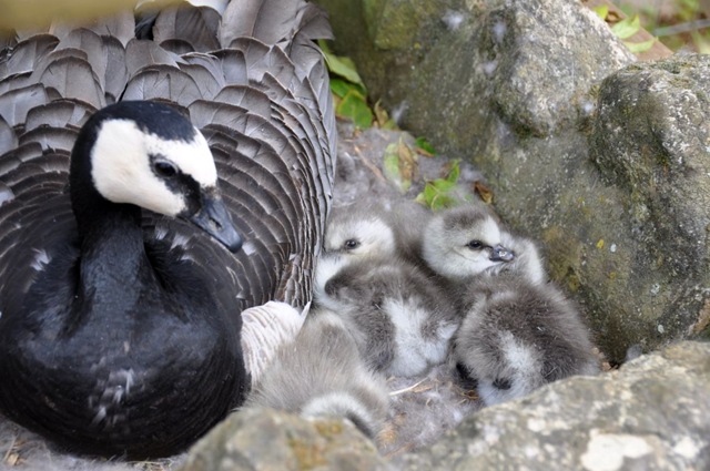 [Mother Barnacle with new goslings May 2010 (JB) DSC_0470[5].jpg]