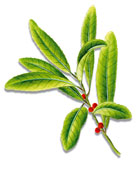 feuille de yerba mate feuille de yerba mate