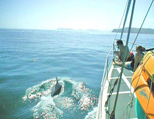 [Dolphins in the Bay of Islands, Freewind[21].jpg]