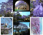 Jacaranda time!