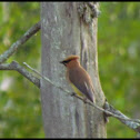 Cedar Waxwing