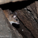 California Mouse
