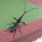 Straight-Snouted Weevil