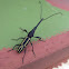 Straight-Snouted Weevil