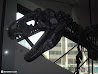 Royal Ontario Museum photo 24