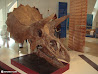 Royal Ontario Museum photo 30