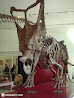Royal Ontario Museum photo 33