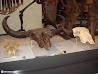 Royal Ontario Museum photo 34