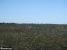Everglades photo 17